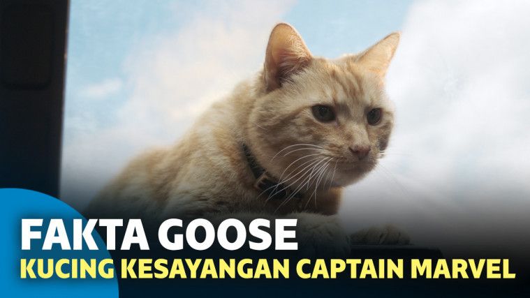 6 Fakta Mengenai Goose, Kucing Kesayangan Captain Marvel 6 Fakta Mengenai Goose, Kucing Kesayangan Captain Marvel