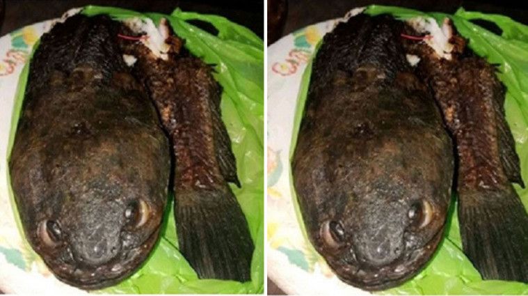 Nafsu Makan Jadi Lenyap Setelah Lihat Bentuk Ikan Goreng Seram Ini!