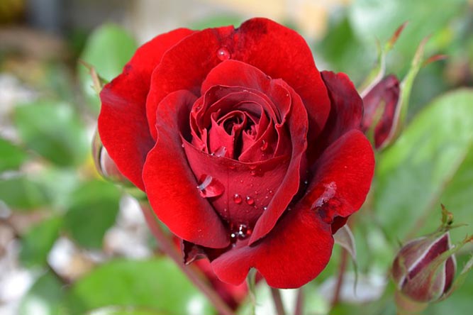 Selain Simbol Cinta Ini Arti Warna Bunga Mawar Uzone