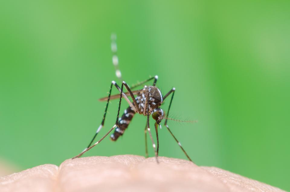 5 Cara Mencegah Penularan Virus Zika Saat Traveling