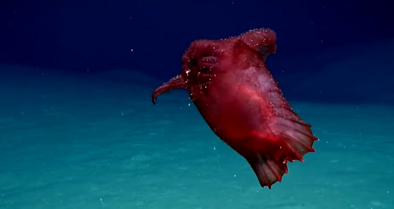 Merinding! Video Penampakan Monster Laut Ayam Tanpa Kepala Merinding! Video Penampakan Monster Laut Ayam Tanpa Kepala