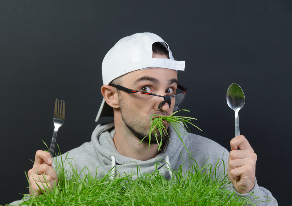  Apa  yang Akan Terjadi Kalau Manusia  Makan  Rumput Uzone