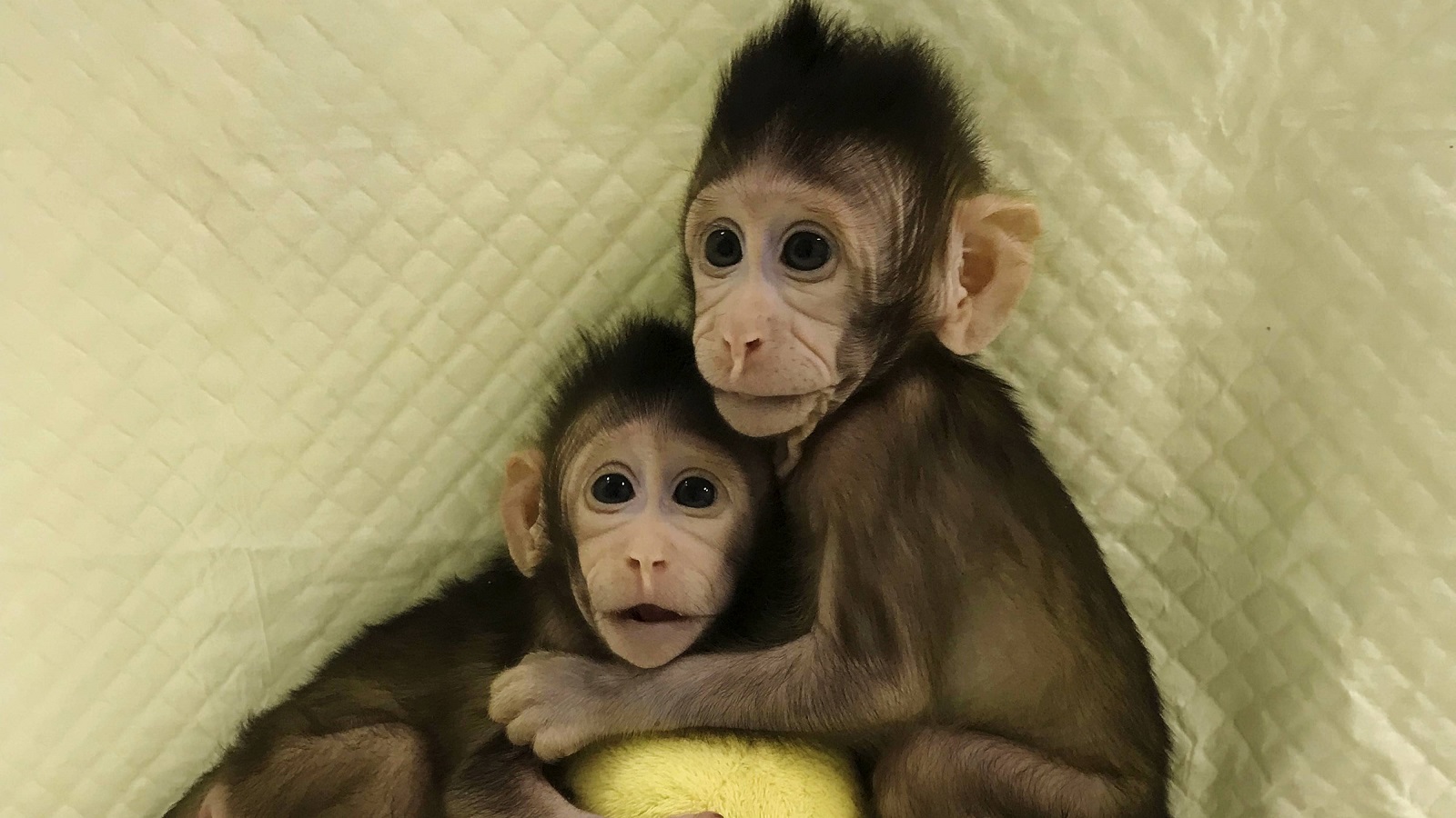 Ilmuwan di China Sukses Kloning Monyet Kembar