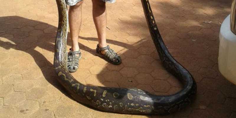 Ngeri! Ular Piton Seberat 50 Kg Masuk Lounge Lalu Melahap...