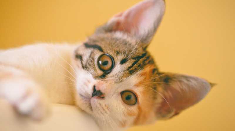 18 Fakta Unik soal Kucing yang Seru untuk Diketahui Anak 18 Fakta Unik soal Kucing yang Seru untuk Diketahui Anak