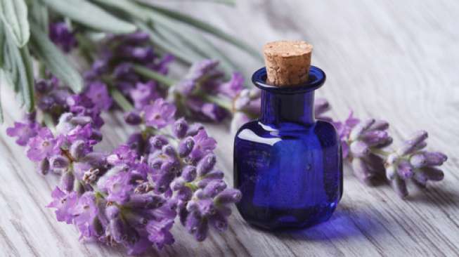 Sedang Stres, Redakan dengan Hirup Aroma Bunga Lavender Sedang Stres, Redakan dengan Hirup Aroma Bunga Lavender