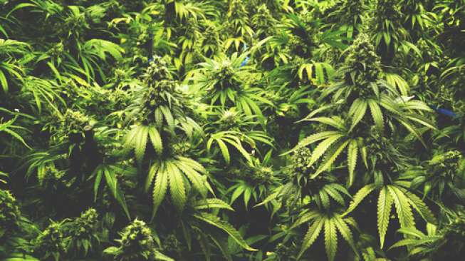 Produsen Rokok Marlboro Bakal Akuisisi Perusahaan Ganja Produsen Rokok Marlboro Bakal Akuisisi Perusahaan Ganja