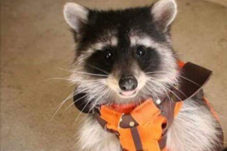 Rakun pemeran Rocket dalam "Guardians of the Galaxy" mati Rakun pemeran Rocket dalam "Guardians of the Galaxy" mati