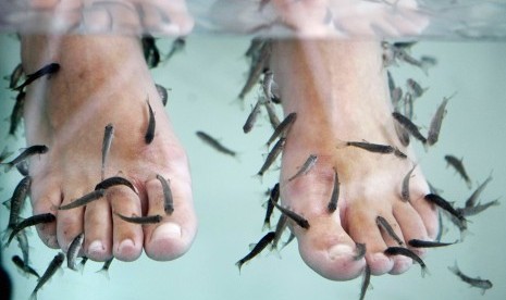 Pijat Ikan Ala Thailand, Sehat Kah? Pijat Ikan Ala Thailand, Sehat Kah?