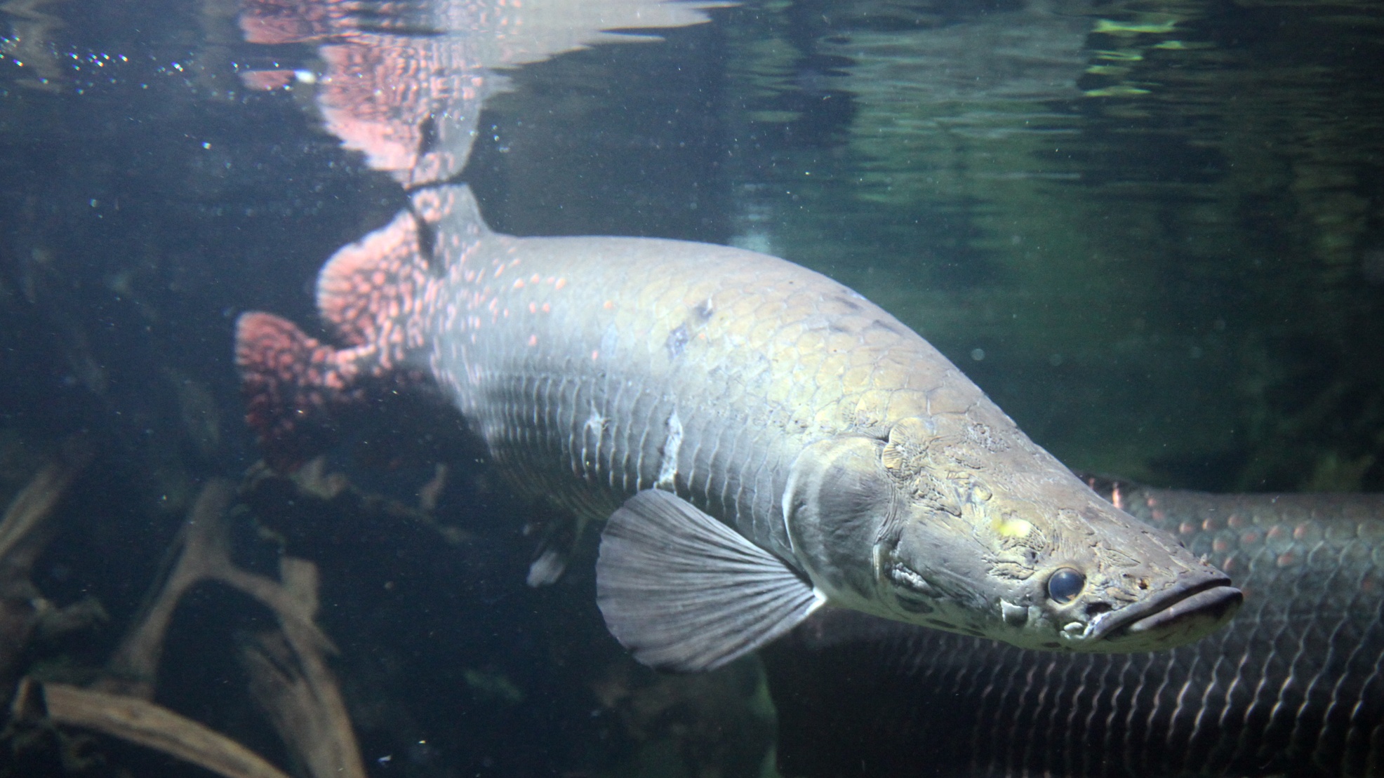 Mengenal Ikan Predator Arapaima yang Dilepas di Sungai Brantas