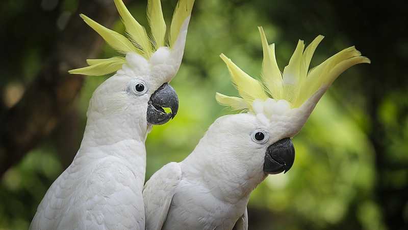 Ulah Burung Kakaktua Bikin Internet Melambat di Australia Ulah Burung Kakaktua Bikin Internet Melambat di Australia