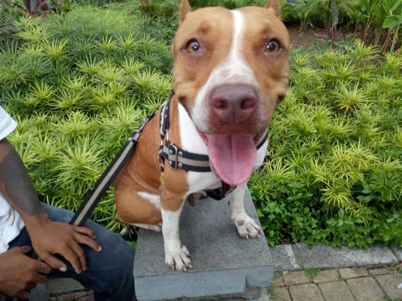 Bocah di Malang Tewas Digigit Anjing Pitbull