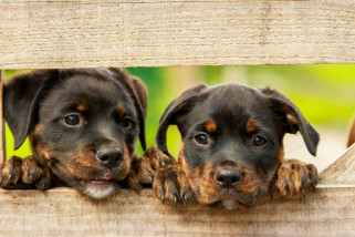 Terbaru di Google Lens, bisa kenali jenis anjing Terbaru di Google Lens, bisa kenali jenis anjing