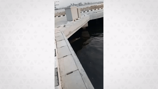 Buaya Muara Muncul di Tanjung Priok, Antara Faktor Alam dan Manusia