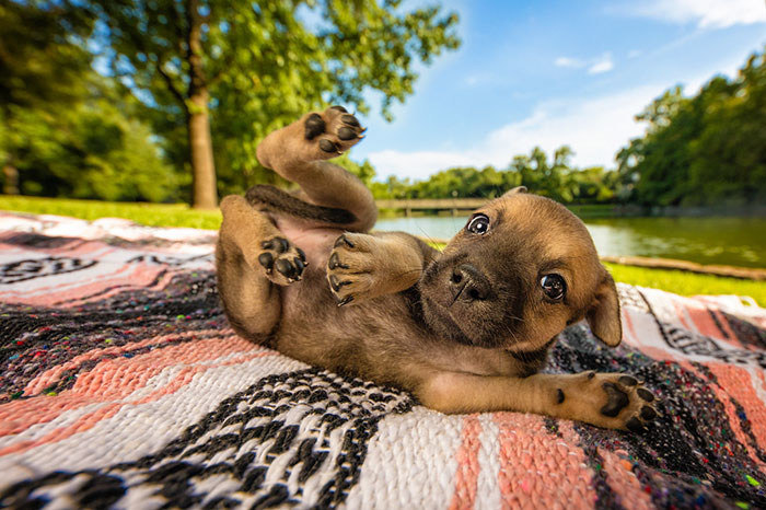 Bikin Hati Meleleh, Ini Foto Anjing Terlucu Tahun 2018