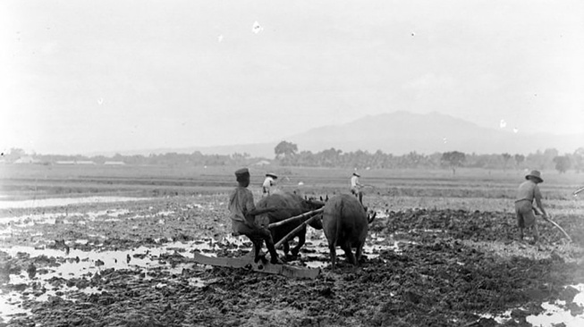 Sejarah Sawah di Zaman Kolonial Sejarah Sawah di Zaman Kolonial