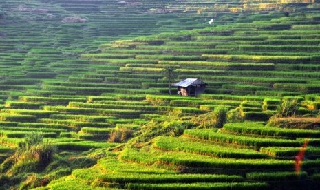 Sawah Abadi Warisan Budaya UNESCO Alami Penyusutan