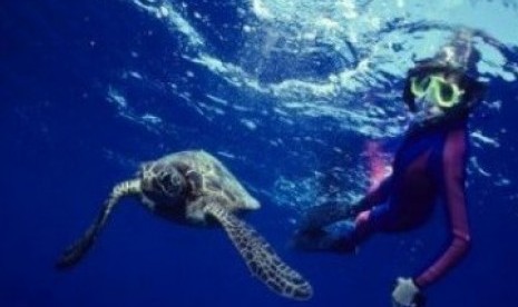Parigi Moutong Kembangkan Wisata Bawah Laut Parigi Moutong Kembangkan Wisata Bawah Laut