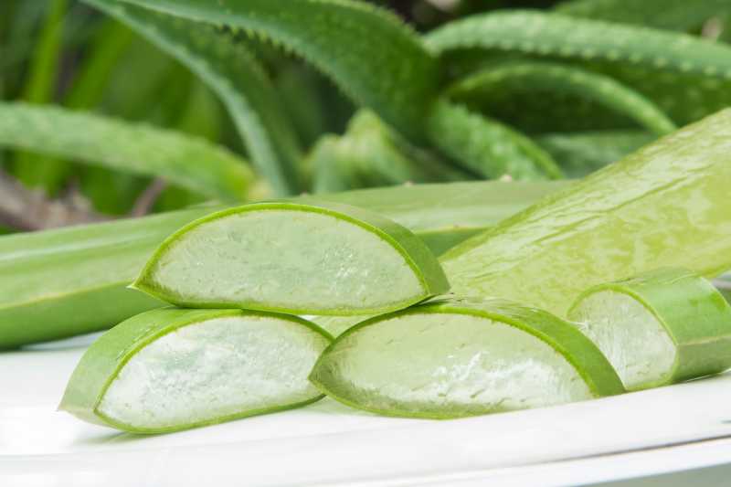 Manfaat Lidah Buaya yang Serba Guna Manfaat Lidah Buaya yang Serba Guna