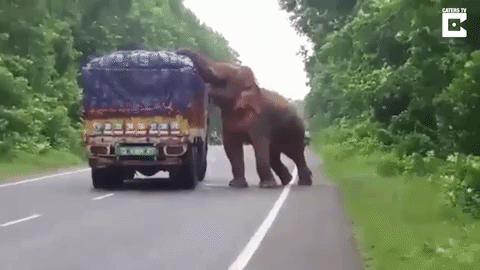 Gajah Setop Truk Pembawa Kentang, Kelaparan? Gajah Setop Truk Pembawa Kentang, Kelaparan?