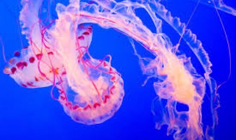 7 Fakta Unik tentang Ubur-Ubur 7 Fakta Unik tentang Ubur-Ubur