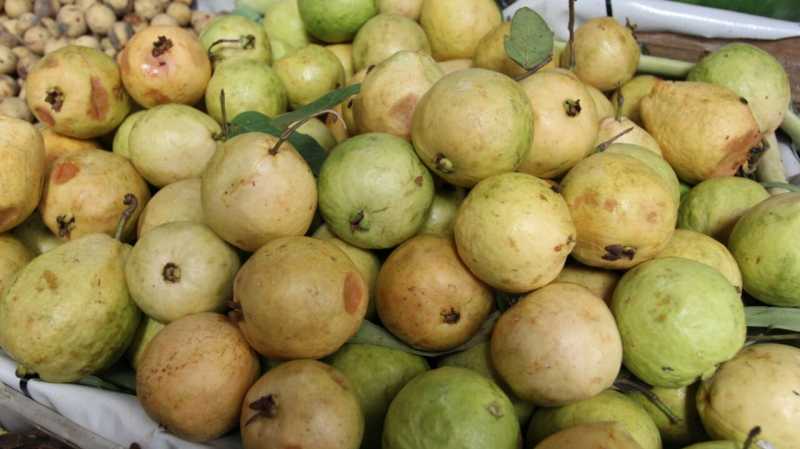 7 Manfaat di Balik Segarnya Jambu Biji 7 Manfaat di Balik Segarnya Jambu Biji