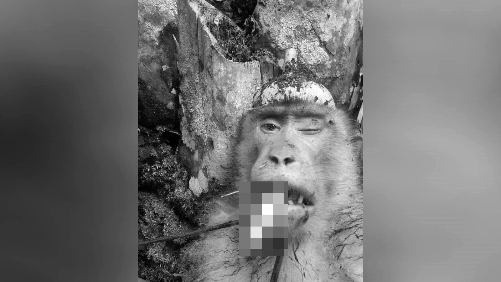 Foto Monyet Dibunuh dan Dibuat Lelucon Bikin Publik Geram