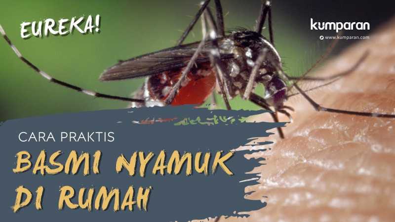 Cara Praktis Basmi Nyamuk di Rumah Cara Praktis Basmi Nyamuk di Rumah