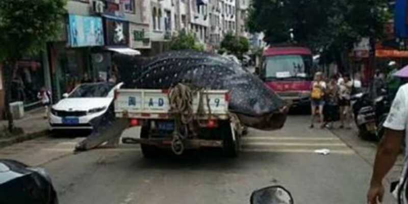 Warga Geger Lihat Ikan Paus Muncul di Atas Truk