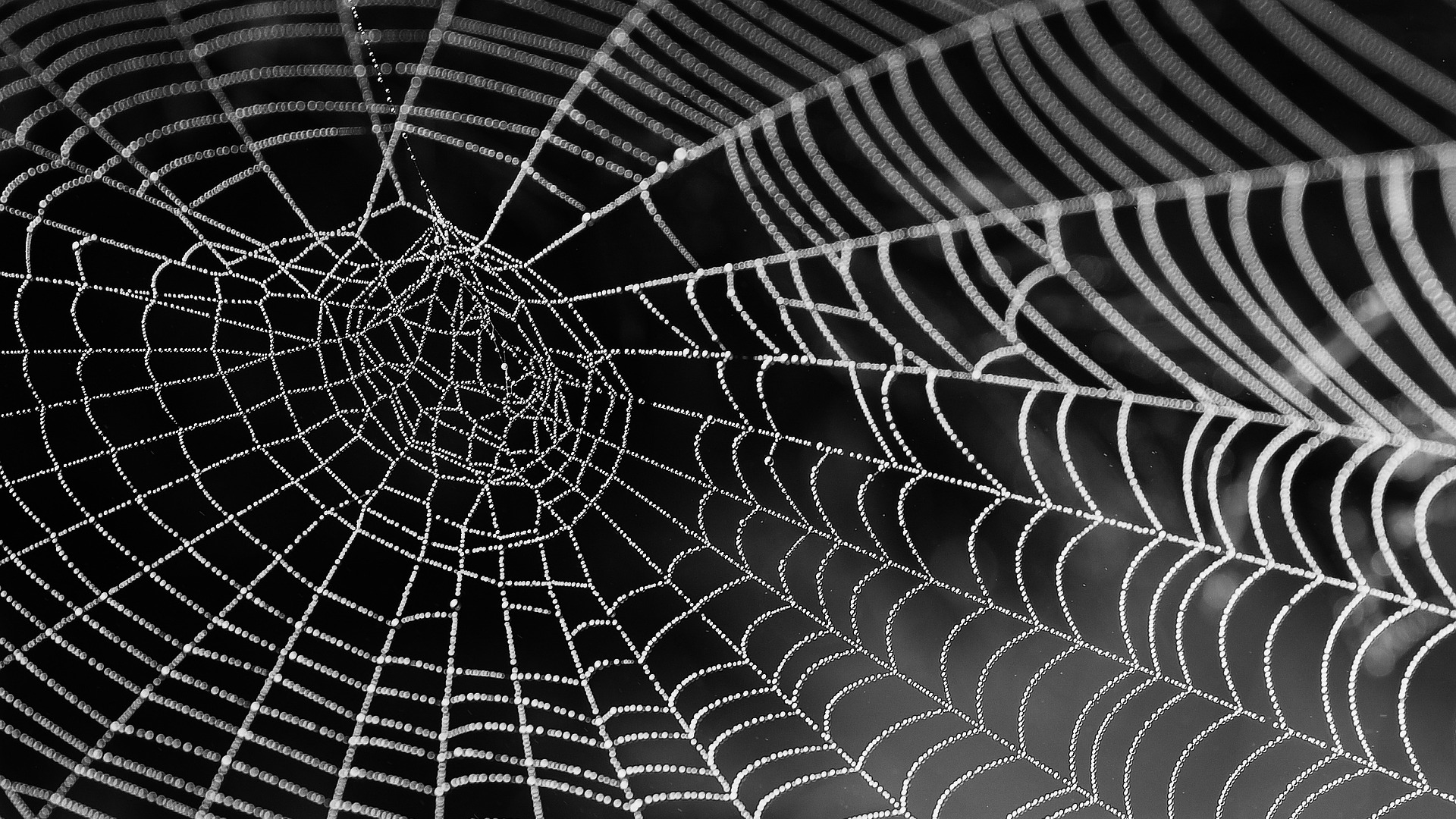 Jaring Laba-laba Black Widow Bisa Dipakai untuk Bangun Jembatan