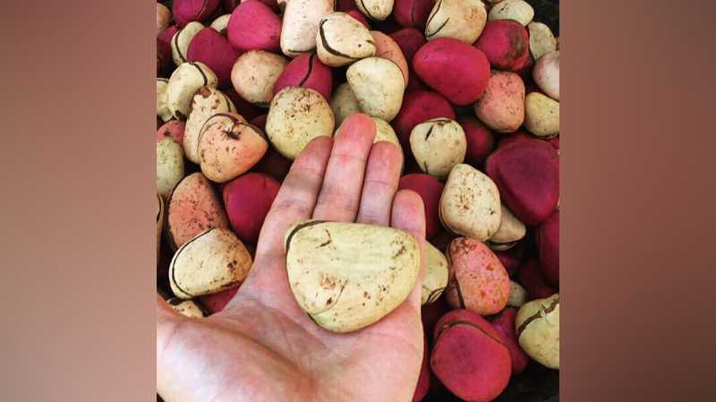 Mengenal Kola, Kacang Penyembuh Berbagai Penyakit Mengenal Kola, Kacang Penyembuh Berbagai Penyakit