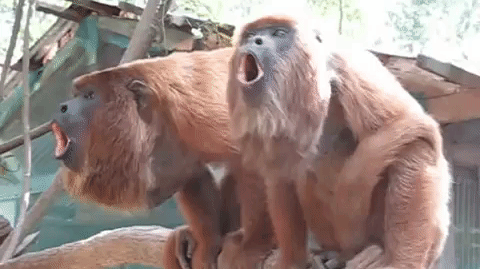 Studi: Monyet yang Teriak Lebih Keras Punya ‘Biji’ Lebih Kecil